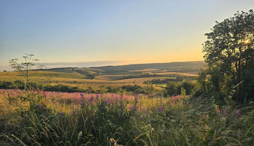 Butser Hill in summer 